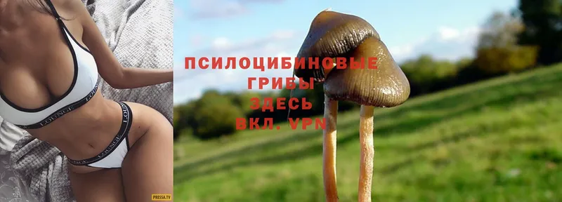 Псилоцибиновые грибы Psilocybine cubensis  Котлас 